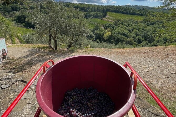 Grape Stomping and Wine Tasting in Tuscany - The Grape Stomping Session: Tools, Technique, and What to Expect