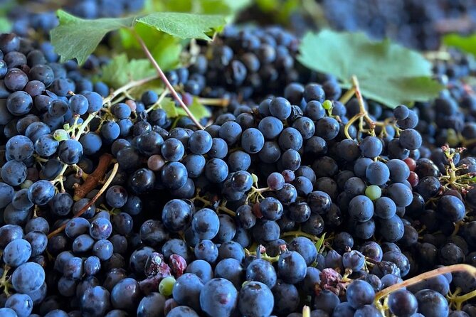 Grape Stomping Experience and Wine Tasting - Key highlights you should know before you go