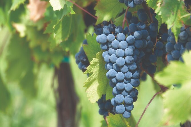 Grape Stomping Experience and Wine Tasting - Grape stomping near Florence: why this feels different from a standard tasting
