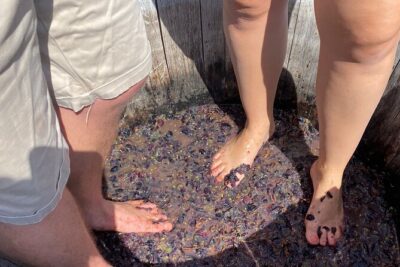 Grape Stomping Experience and Wine Tasting - Meeting at Località S. Silvestro: private-group vibe, plus a heads-up on directions