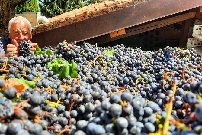 Greve in Chianti Wine Tasting and Winery Tour - Time on the Clock: How Long You’ll Be There