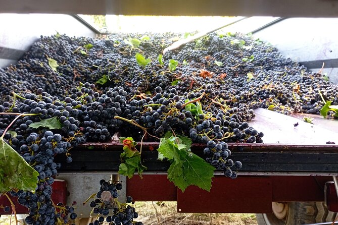 Greve in Chianti Wine Tasting and Winery Tour - Price and Value: Does $60.47 Make Sense?