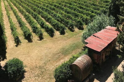 Guided tour with wine tasting and local organic products - Terrace, vineyards, and tuff cellars: what you’ll see and why it matters