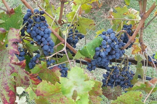 HALF-DAY: Chianti Classic Tour with Wine Experience & visit of San Gimignano - The drive on the Chianti wine road: where the day starts feeling cinematic
