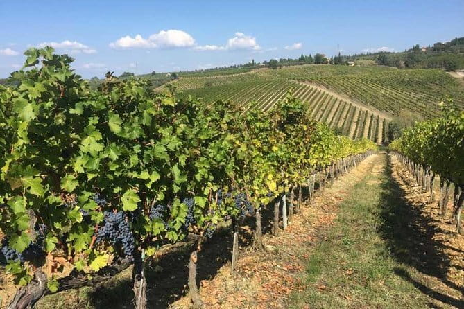 Half-day Chianti Classico Wine tour from Florence - Small Group - Winery stop two: family-run farm focus with olive oil and balsamic pairings