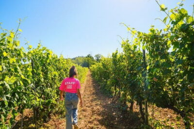 Half day Chianti Vineyard Escape from Florence with Wine Tastings - Stop Two: A Different Estate, Another Round of Chianti-Style Learning