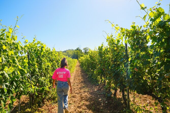 Half-day Experience to San Gimignano Hills with Picnic and Wine - Key things to know before you go