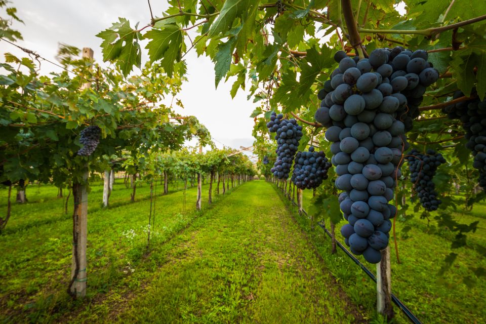 Half-day Hills Experience to San Gimignano with Pic Nic Wine - Why This 5-Hour Florence to San Gimignano Plan Works