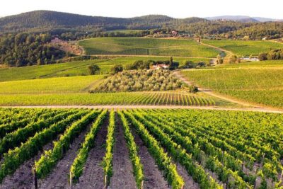 Half Day Tour Chianti Winery with San Gimignano - From Florence to Tuscany Roads: Comfort, Control, and Timing