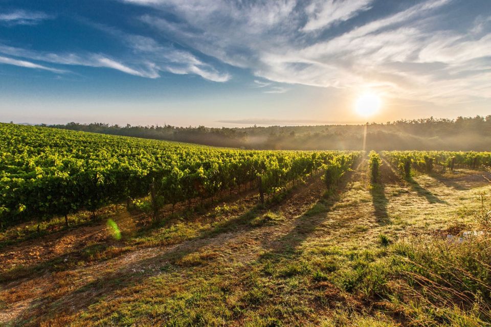 Half-Day Tour from Florence: Chianti Colors & Flavors - Picture-Perfect Views From Vineyard Terraces