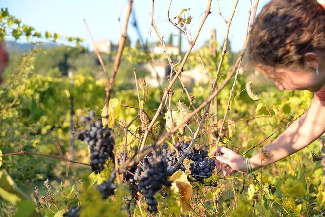 Hike & Wine Tour - Hiking the Mugello Hills on Vineyard Trails