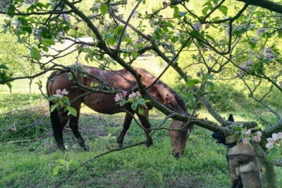 Horse ride in the Mugello (transfer from / to Florence) and Tuscan aperitif - Florence Pickup to Il Castelluccio: Fast, Direct, and Air-Conditioned
