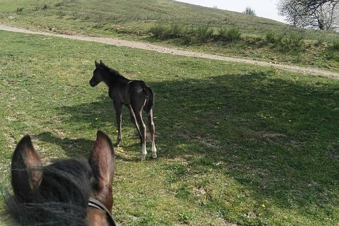 Horse ride in the Mugello (transfer from / to Florence) and Tuscan aperitif - 90 Minutes in the Saddle: What the Horse Ride Really Feels Like