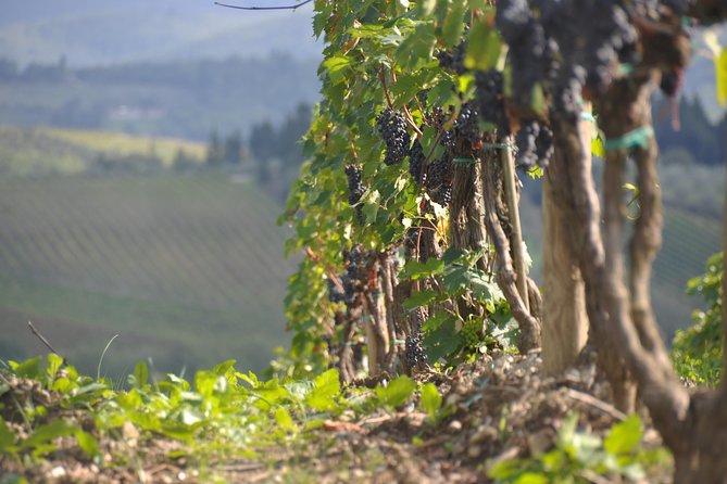 It's Wine Time! 2 wineries & farm-to-table lunch—max 8 pp - Weather and Comfort: Dress Like You Mean It