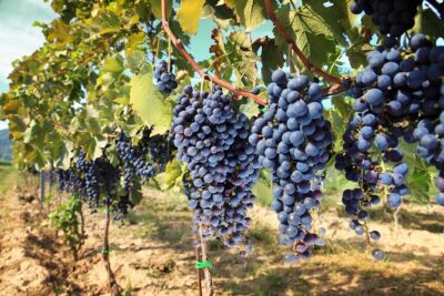 Livorno Shore Excursion: Chianti and Tuscany Countryside Private Wine Tour - Greve in Chianti: what you’ll see in one hour (and why it’s enough)