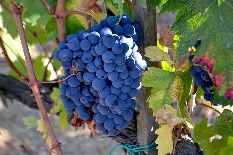 Montalcino: Small-Group Brunello Wine Tour from Florence - Lunch in Montalcino: keep the pace, don’t overthink it