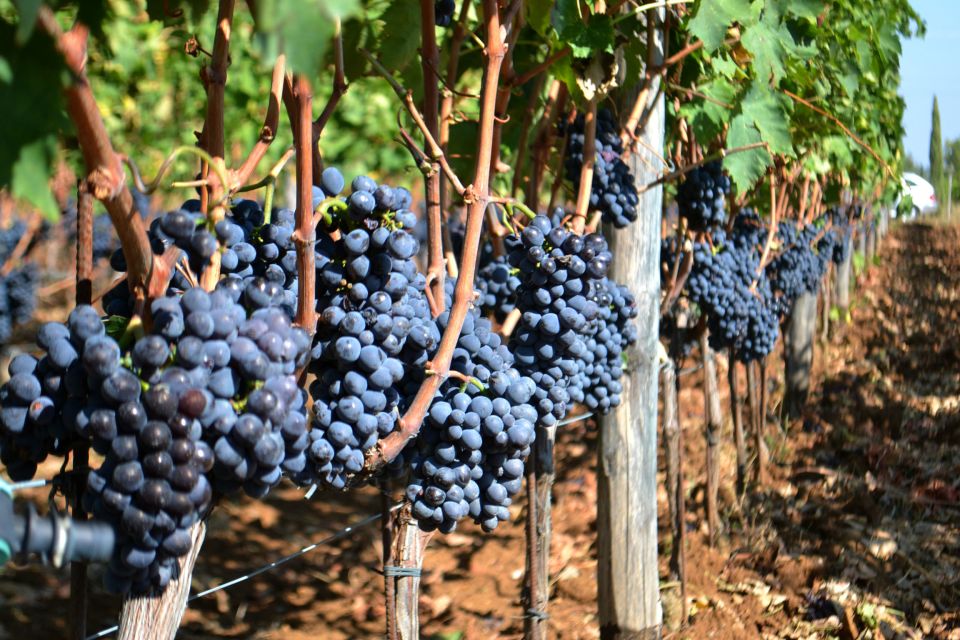 Montalcino: Small-Group Brunello Wine Tour from Florence - Winery 2 and the Brunello story you can actually use