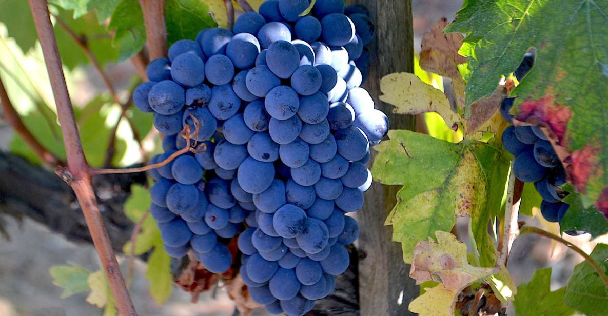 Montalcino: Small-Group Brunello Wine Tour from Florence - What you’ll learn about tasting (and how to repeat it later)
