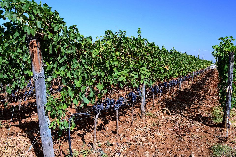 Montalcino: Small-Group Brunello Wine Tour from Florence - Should you book the Montalcino Brunello day tour?