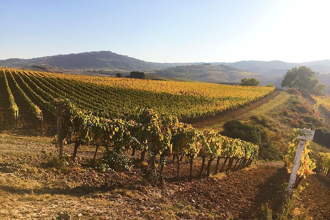 Montalcino wine tour - San Carlo in the Afternoon: Another Producer Perspective