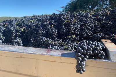 Montepulciano Pienza Montalcino Tour from Florence - Door-to-Door Pickup and an Air-Conditioned Ride for Up to 8