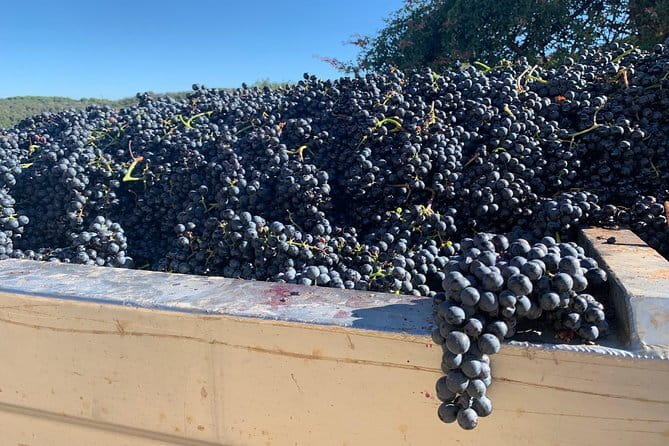Montepulciano Pienza Montalcino Tour from Florence - Door-to-Door Pickup and an Air-Conditioned Ride for Up to 8