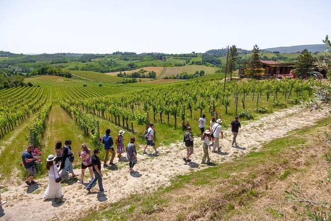 Private Biodynamic Wines with lunch in Chianti Classico - The scenic country break: vineyards and olive groves outside Florence