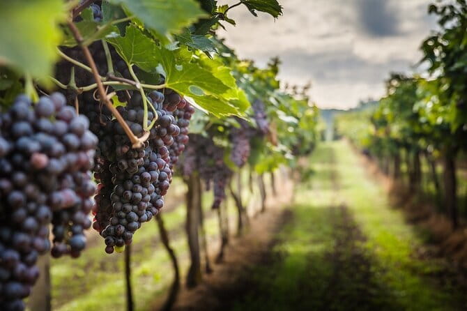 Private Chianti Wine Tasting from Florence, Half Day Experience - Key highlights worth planning for