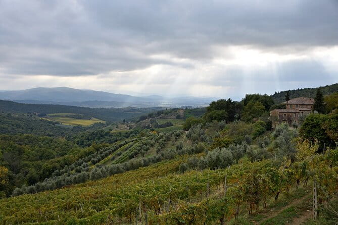 Private Chianti wine tour - Stop 1 at Agriturismo Rocca: vineyards, barrel room energy, and olive oil