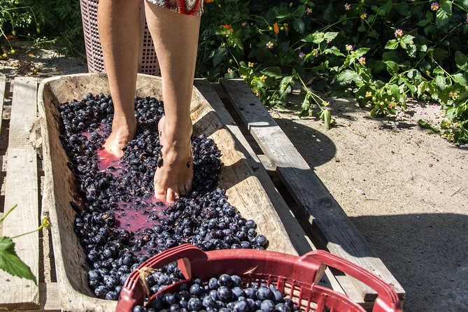 Private Grape stomping in Chianti from Florence - Key Points You’ll Care About
