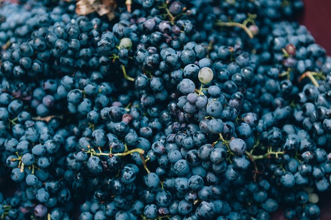 Private Grape stomping in Chianti from Florence - Rain, Timing, and What the Day Feels Like in Real Life