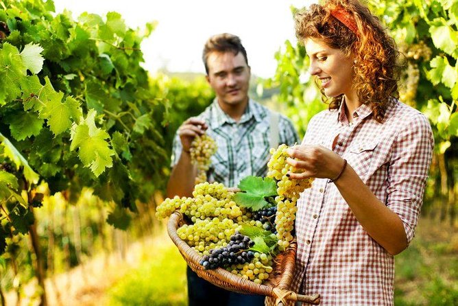 Private Grape stomping in Chianti from Florence - Leaving Florence at 9:30 and Settling Into Chianti Time