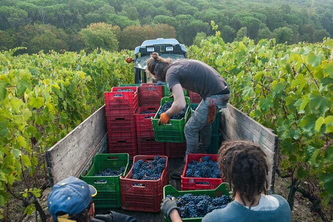 PRIVATE Half-Day Tour: Chianti Classico Wine Experience. - Key Things I’d Plan Around