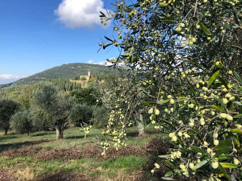 Private Hiking Florence Tour with Wine and Lunch or semi-pri - Where the hike starts: Florence’s edge to Fiesole’s hill air