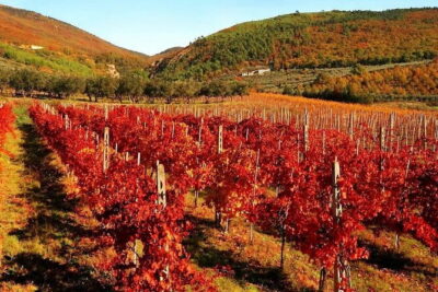 Private Siena, S. Gimignano, Chianti Road and Wine Tasting - San Gimignano: Towers, Walls, and UNESCO Atmosphere