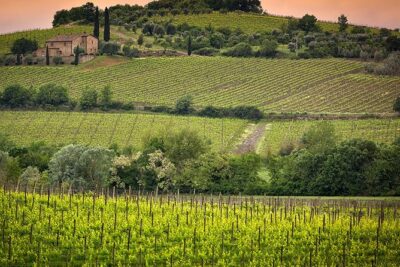 Private tour Brunello di Montalcino and Nobile di Montepulciano wine experience in Tuscany - Meet at Piazza Adua, Start at 8:30, and Use the Day Well