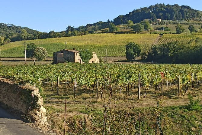 PRIVATE TOUR: Chianti Afternoon tour with visit to 2 wine farms - Key highlights to know before you go
