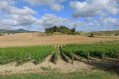 PRIVATE TOUR: Chianti Afternoon tour with visit to 2 wine farms - Via Chiantigiana: where the scenery does the talking