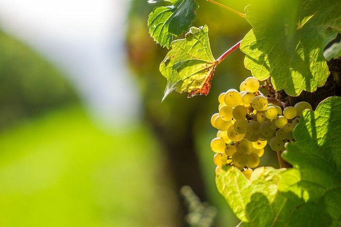 Private Tour- Chianti By Minivan At Sunset - Key things to know before you go