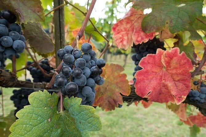 Private Tour: Chianti Winery, Montefioralle, and Greve in Chianti - Montefioralle: Short Walk, Big Views, Castle Energy