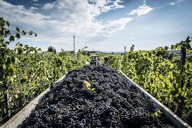 Private Tour: Chianti Winery, Montefioralle, and Greve in Chianti - Meeting Your Driver-Guide Near Piazza Adua (and What to Watch)