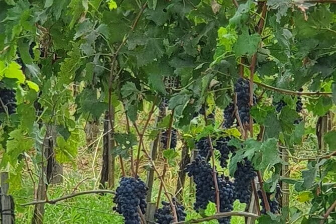 Private Tour of Chianti Siena and San Gimignano by Minivan - San Gimignano in 2 hours: towers, triangular Piazza del Campo energy, and Cathedral frescoes