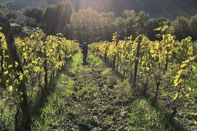 Private Tour of San Gimignano & Siena - Florence Pickup and the Comfortable Ride to San Gimignano