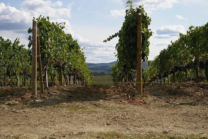 Private Tour to Siena and San Gimignano with Wine Tasting & Lunch - Siena Time at Piazza del Campo: Your 60 Minutes in the Palio Square