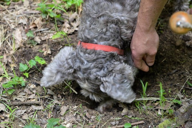 Private Truffle Hunting in Chianti from Florence - From Florence to Chianti: how the day really moves