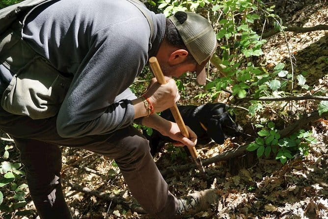 Private Truffle Hunting in Chianti from Florence - The truffle hunt: hunter-led, dog-supported, and surprisingly active
