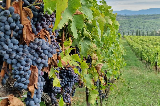 Private Wine Tour best of Chianti Tuscany 6 hours Limo Service - Who this Chianti private tour fits best (and who may want another option)
