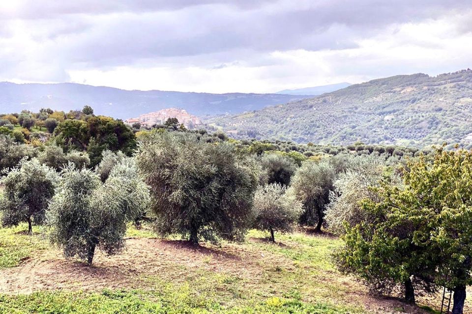 Seggiano: Typical Tuscan Farm Tour with Olive Oil Tasting - From harvesting to milling: the production story in plain language
