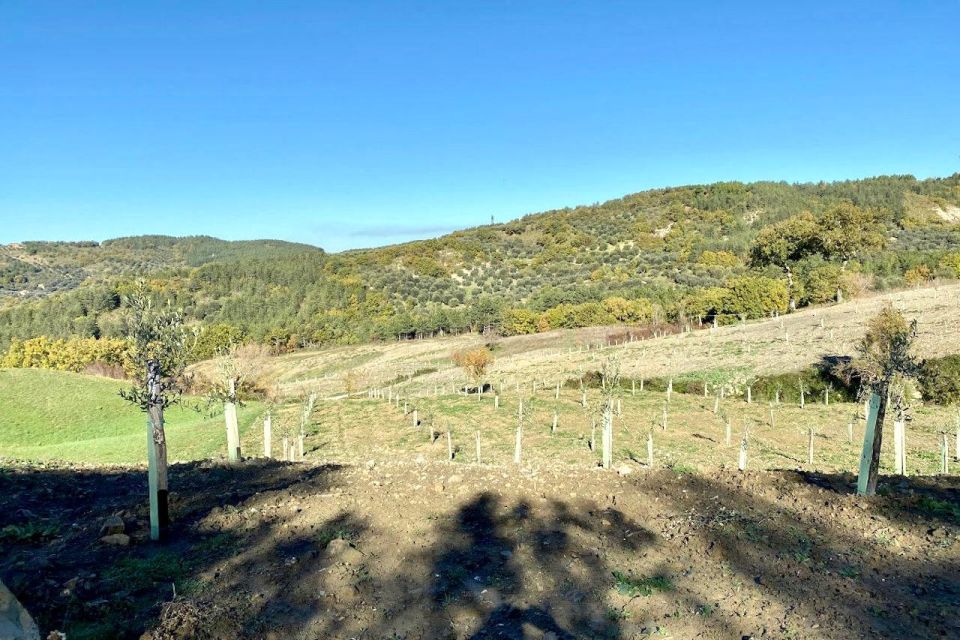 Seggiano: Typical Tuscan Farm Tour with Olive Oil Tasting - The cellar stop: why it changes what ends up in your bottle