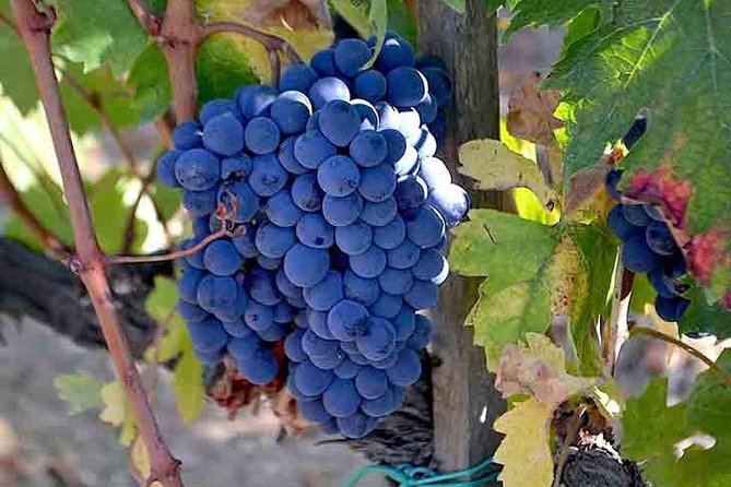 Small-Group Brunello Wine Tour of Montalcino from Florence - Brunello di Montalcino in one day from Florence: what you’re really signing up for